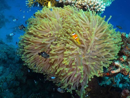 Magnificent sea anemone