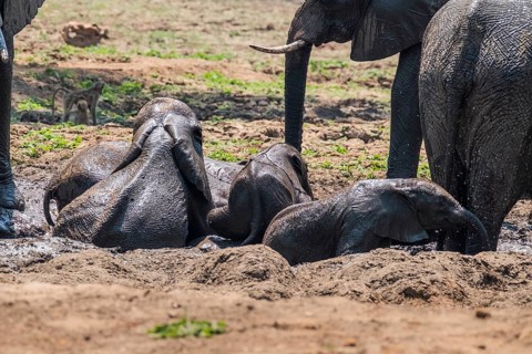 Baby elephants