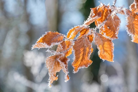 Ice crystals on dried beech leaves