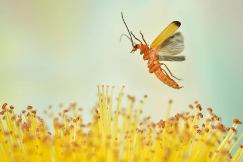 Common red soldier beetle