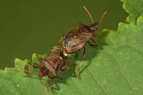 Two-toed thorn bug