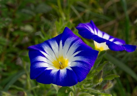 Dwarf morning glory