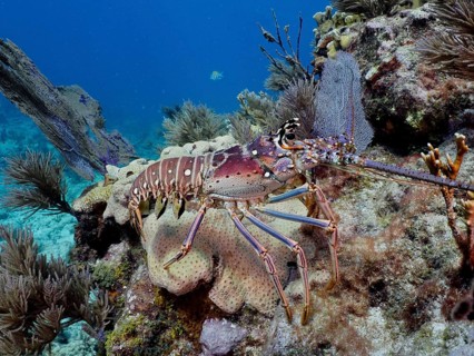 Caribbean spiny crayfish