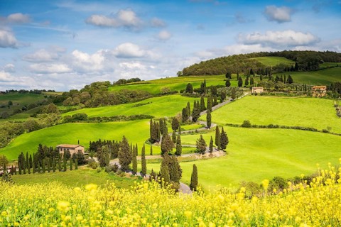 Cypress