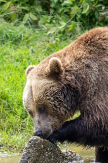 Brown bear in the animal enclosure
