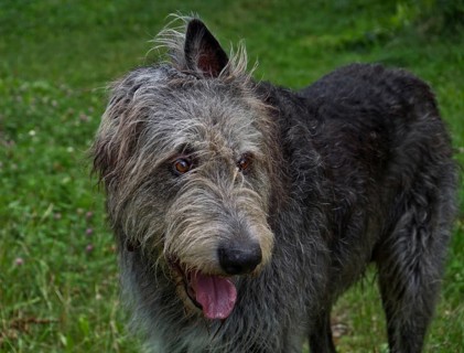 Irish Wolfhound