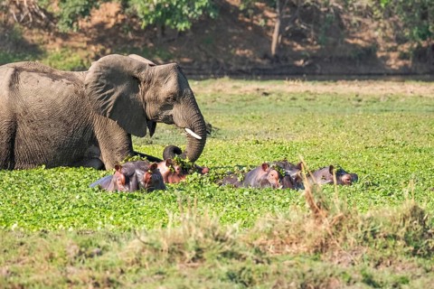 Elephant