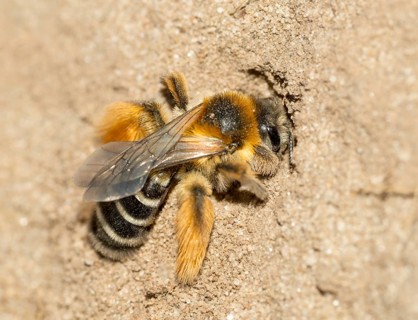Rough-legged trouser bee or Brown-breasted trouser bee or Dark-fringed trouser bee or pantalon bee