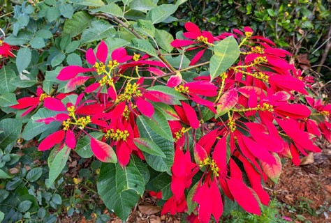 Christmas Star