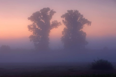 Autumnal foggy atmosphere in the morning in front of sunrise at an oxbow lake in the floodplain forest