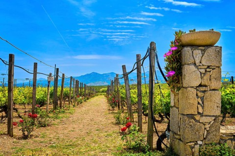 Beautiful landscape with entrance gate to vineyard fields and distant mountains