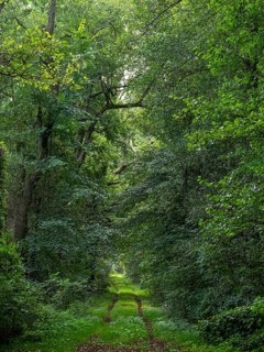 Deciduous forest and hiking trail in the Spreewald biosphere reserve