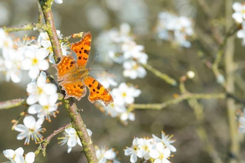 Comma