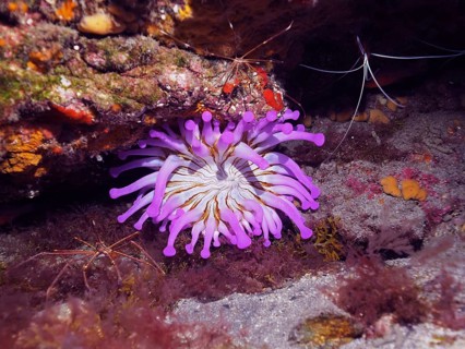 Purple club-tipped anemone