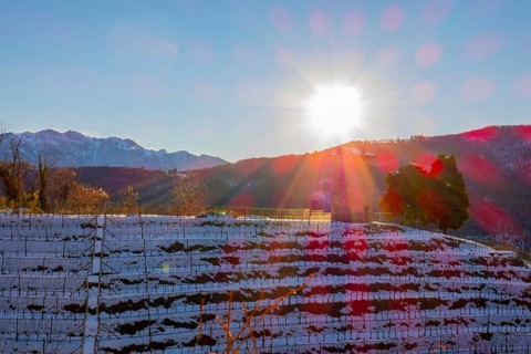 Vineyard with Snow in Winter and Sunbeam in Collina d'oro with Mountain in Lugano