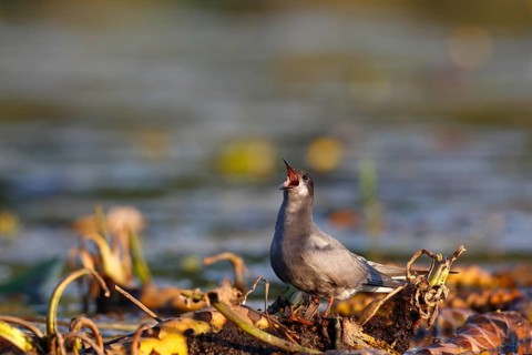 Black Tern
