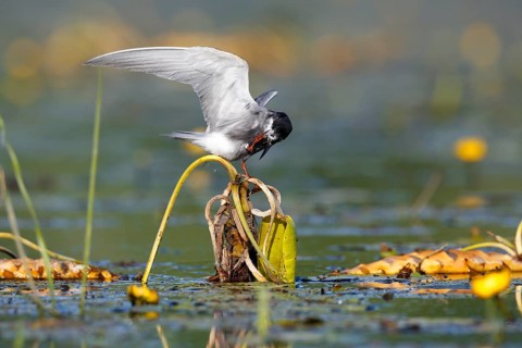 Black Tern