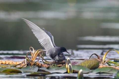 Black Tern