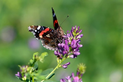 Red admiral