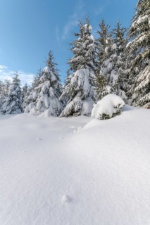 Fir forest under the snow in the mountains. Vosges