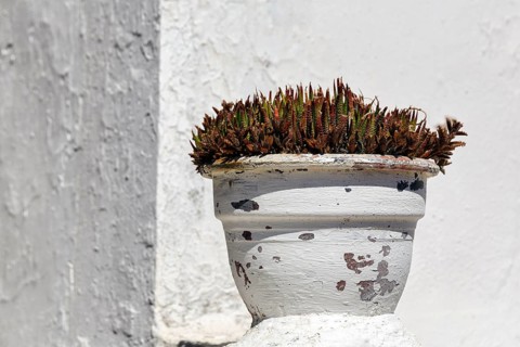Dull flowerpot in front of white wall