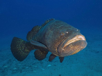 Atlantic goliath grouper