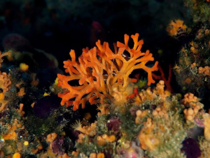 False coral