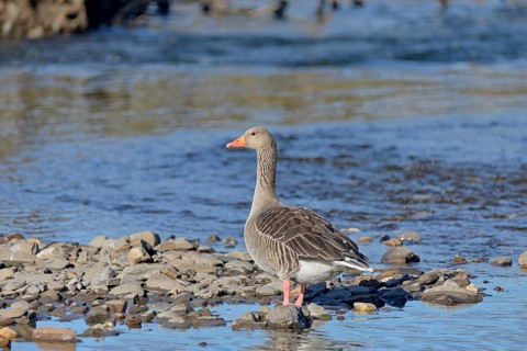 Greylag goose