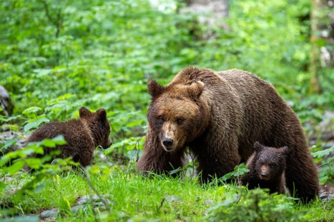 European brown bear