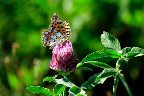 Queen of spain fritillary