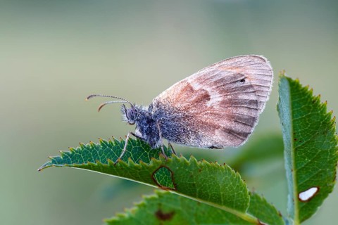 Small heath