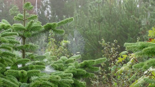 Spider's web in the morning dew on a fir tree