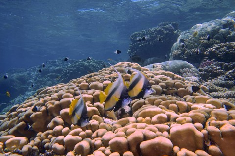 Three specimens of red sea bannerfish