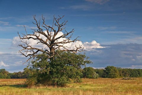 Dying oak on the Elbe meadows in autumn