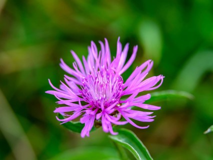 Brown knapweed