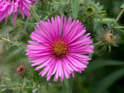 Autumn aster