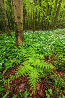 Blooming ramson