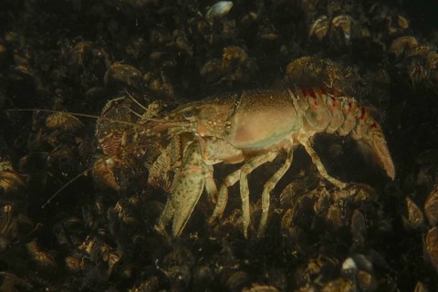 Crayfish