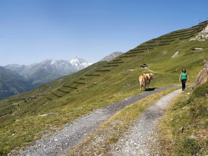 Hiker and cow on an alpine path