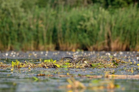 Black Tern