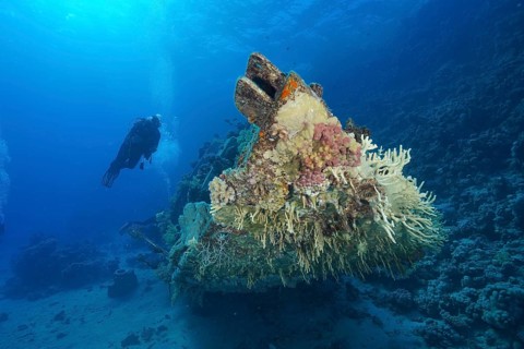 Wreck of sailboat overgrown with corals
