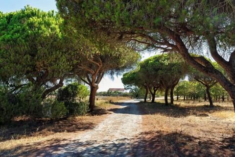 Stone pines