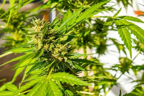 Beautiful marijuana buds surrounded by leaves. The medicinal cannabis plant seen up close. Critical is a cross between Afghani and Skunk