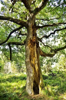 Old oak tree