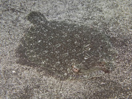 Well camouflaged flounder