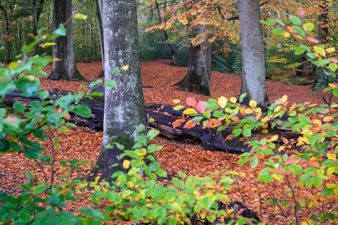 Beech forest in autumn