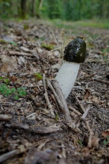 Common stinkhorn
