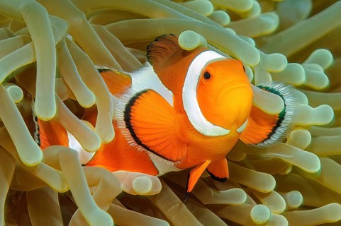 Close-up symbiotic behaviour of anemonefish ocellaris clownfish