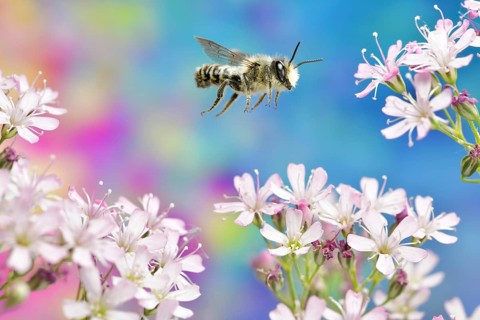Platter Pea Mortar Bee