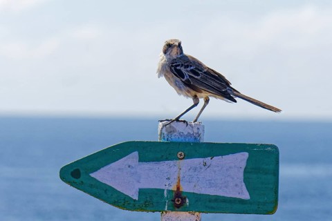 Mockingbird